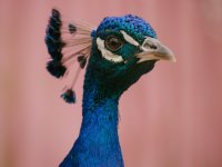 pexels-ellie-burgin-12513116