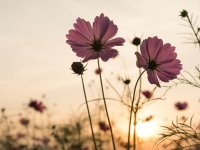 silhouette-rose-cosmos-fleurs-dans-jardin